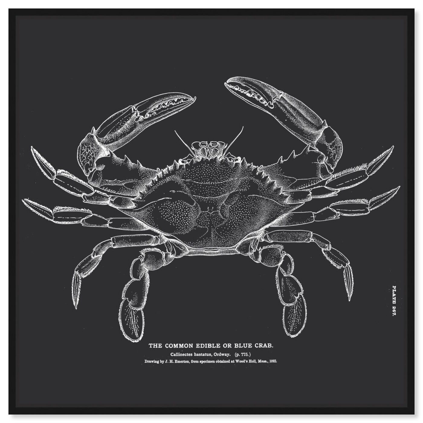 Front view of The Common Blue Crab featuring nautical and coastal and marine life art.