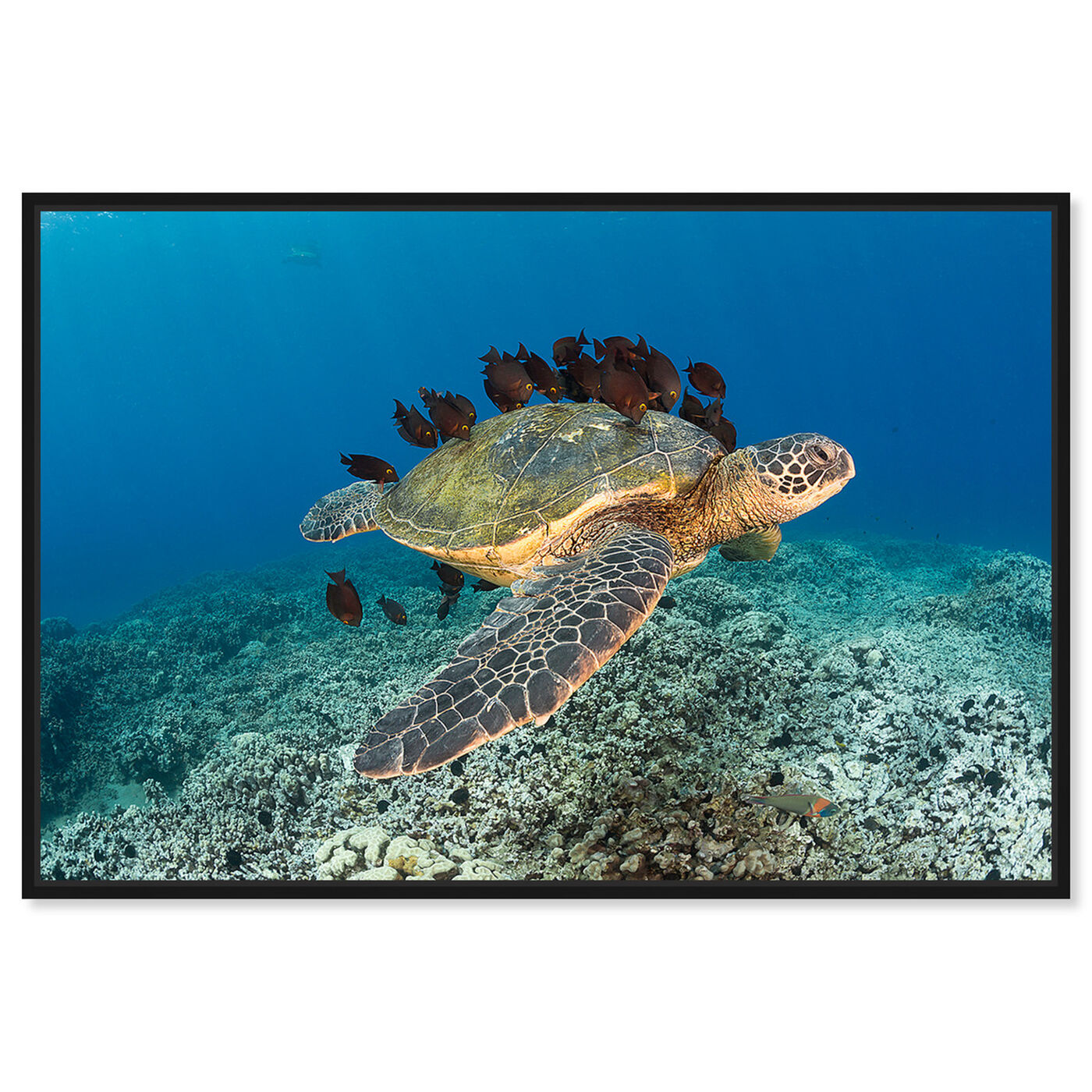 Front view of Sea Turtle and Fish by David Fleetham featuring nautical and coastal and marine life art.