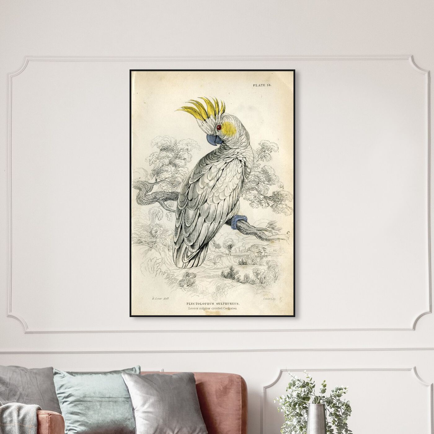 Hanging view of Sulphur Cockatoo - The Art Cabinet featuring animals and birds art.