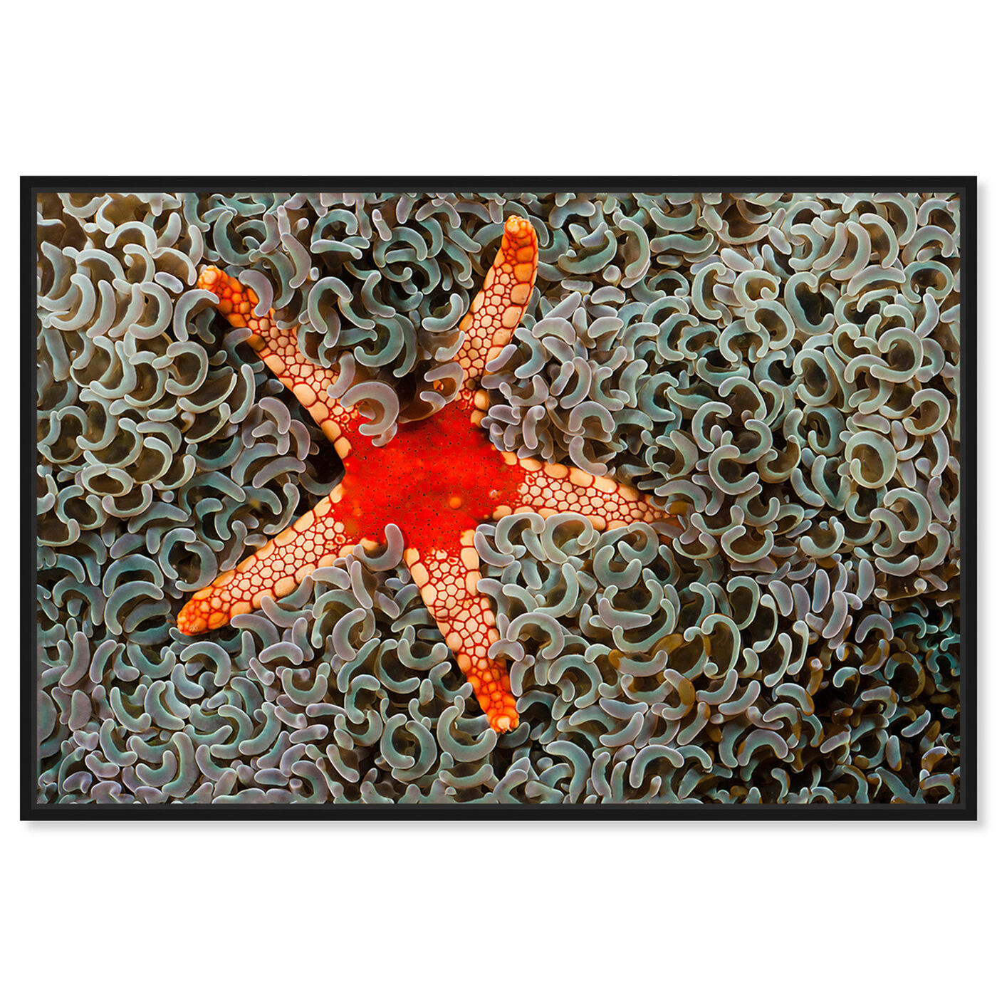 Front view of Necklace Seastar by David Fleetham featuring nautical and coastal and marine life art.