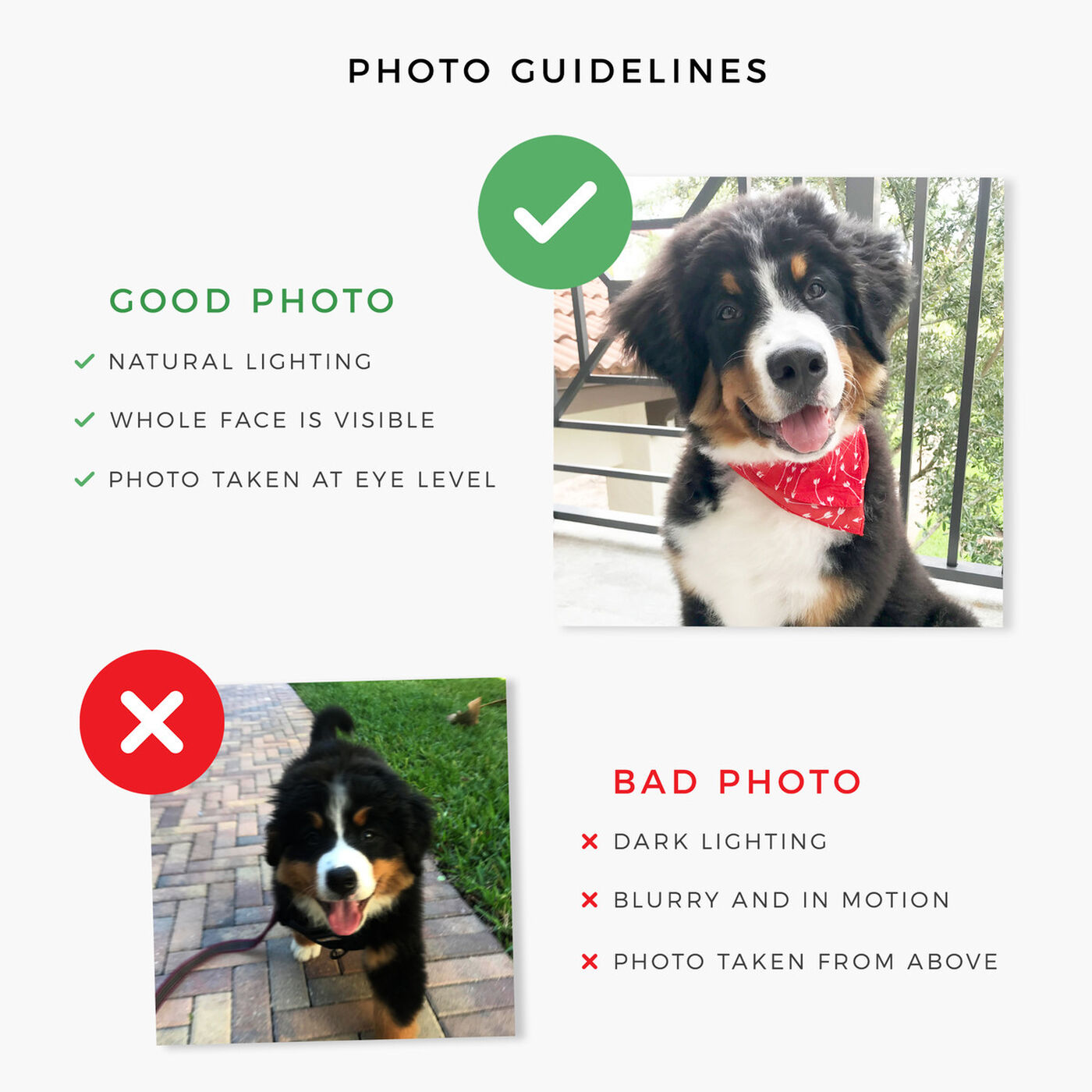Pet photo guidelines.