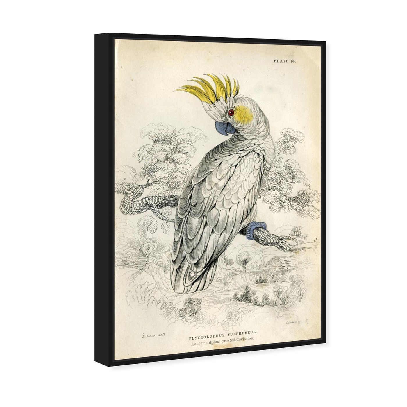 Angled view of Sulphur Cockatoo - The Art Cabinet featuring animals and birds art.