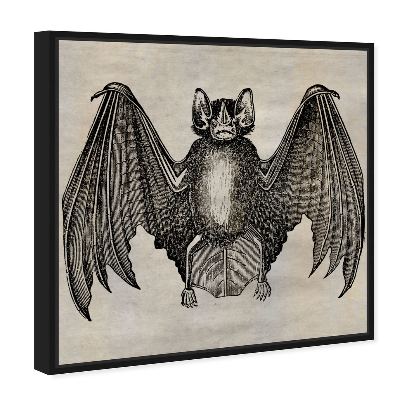 Angled view of Bat featuring animals and zoo and wild animals art.