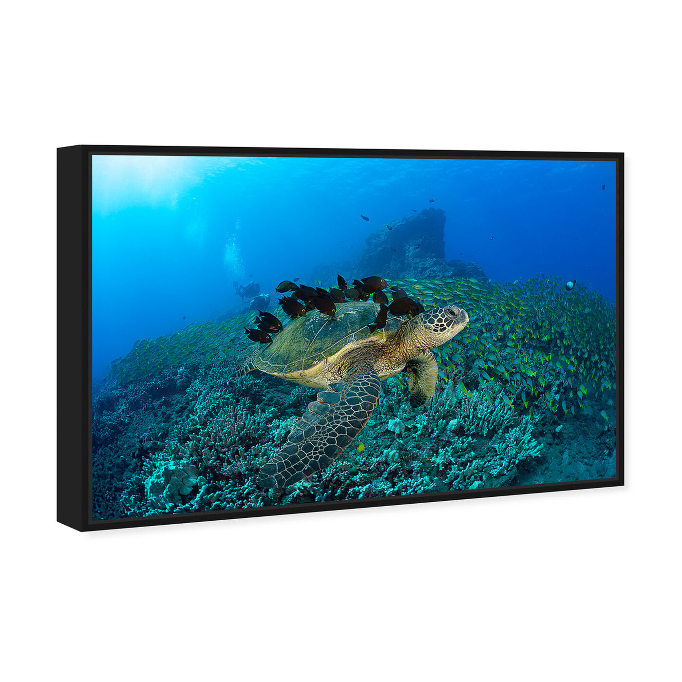 Angled view of Green Sea Turtle and Divers by David Fleetham featuring nautical and coastal and marine life art.