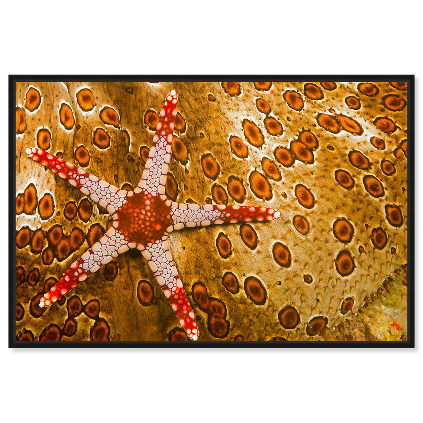 Front view of Sea Star on Sea Cucumber by David Fleetham featuring nautical and coastal and marine life art.