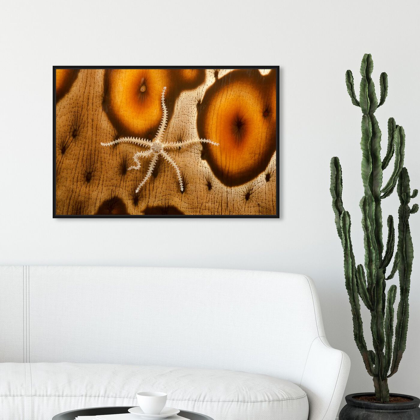 Hanging view of Brittle Starfish by David Fleetham featuring nautical and coastal and marine life art.