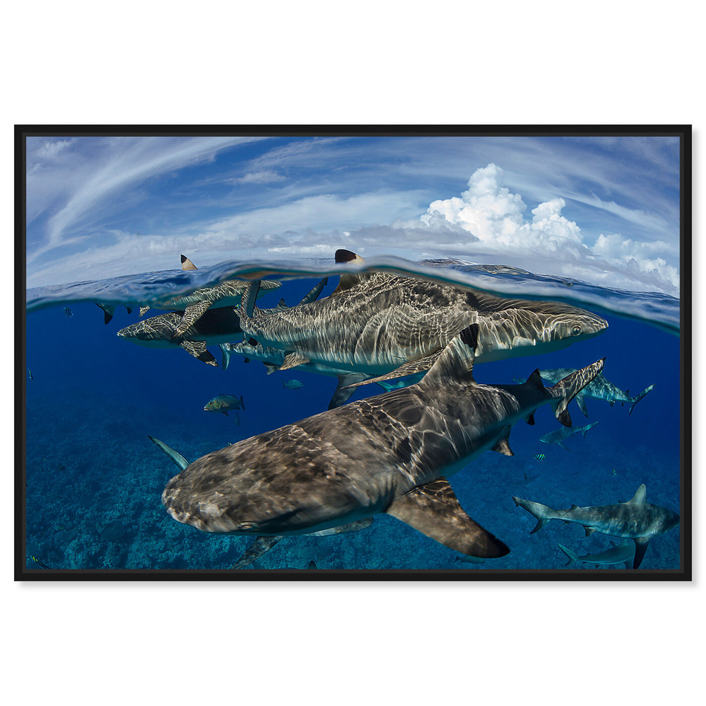 Front view of Blacktip Reef Sharks Close Up by David Fleetham featuring nautical and coastal and marine life art.