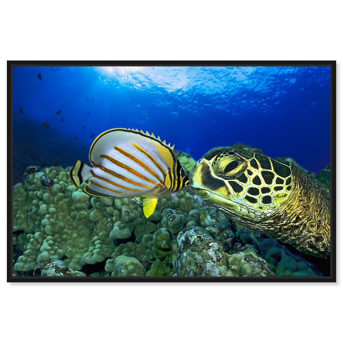 Front view of Green Sea Turtle by David Fleetham featuring nautical and coastal and marine life art.