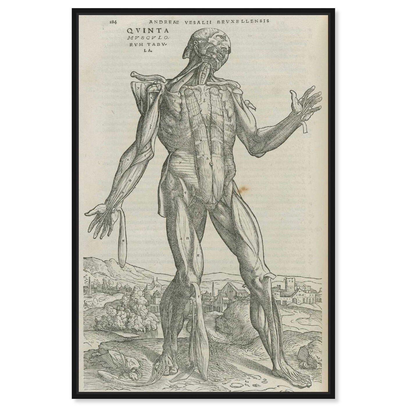 Front view of Vesalius II - The Art Cabinet featuring classic and figurative and nudes art.