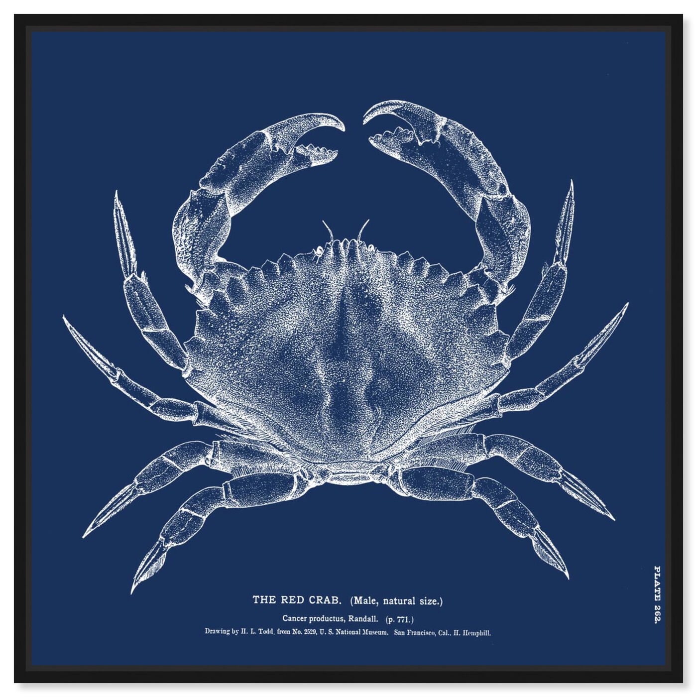 Front view of The Red Crab - Blue featuring nautical and coastal and marine life art.