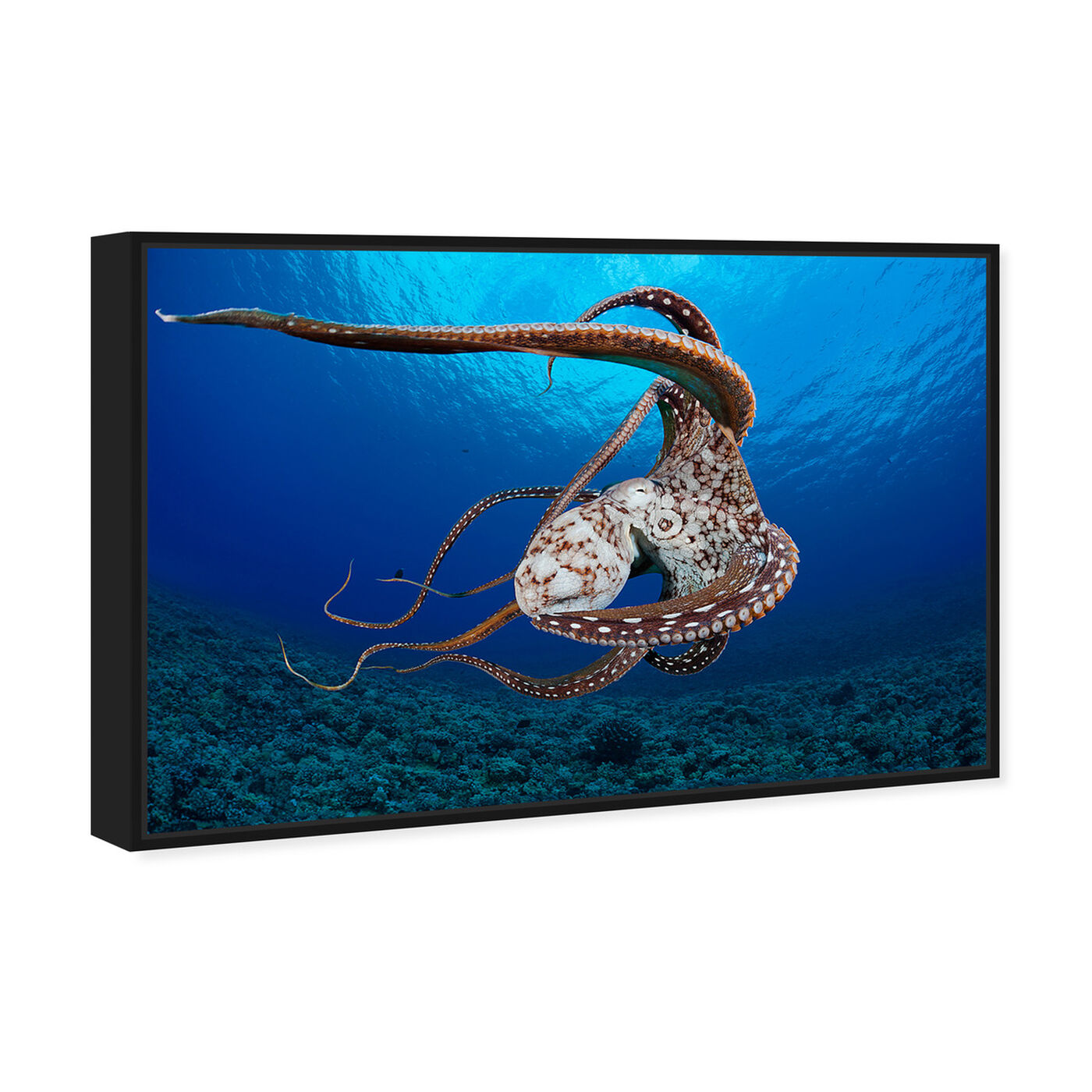Angled view of Day Octopus Hawaii by David Fleetham featuring nautical and coastal and marine life art.