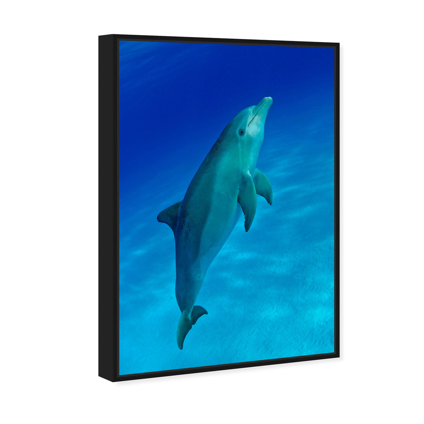 Angled view of Bottlenose Dolphin by David Fleetham featuring nautical and coastal and marine life art.