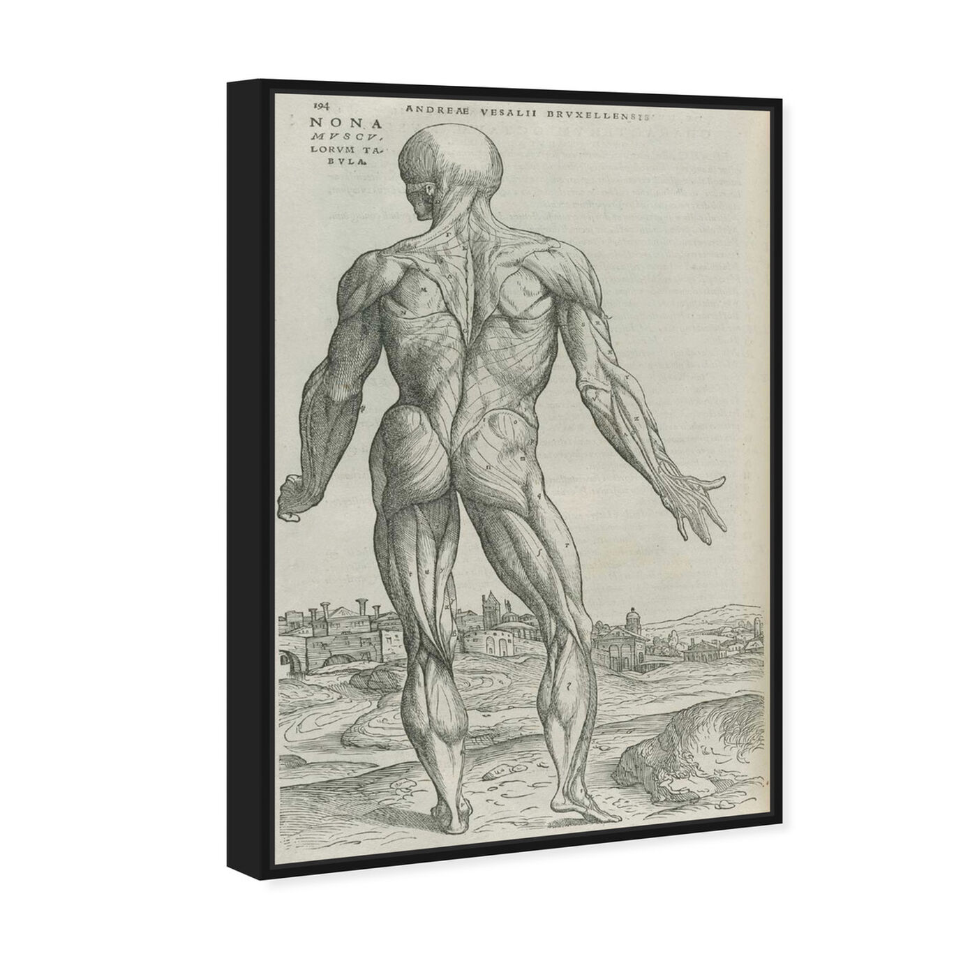 Angled view of Vesalius - The Art Cabinet featuring people and portraits and nudes art.