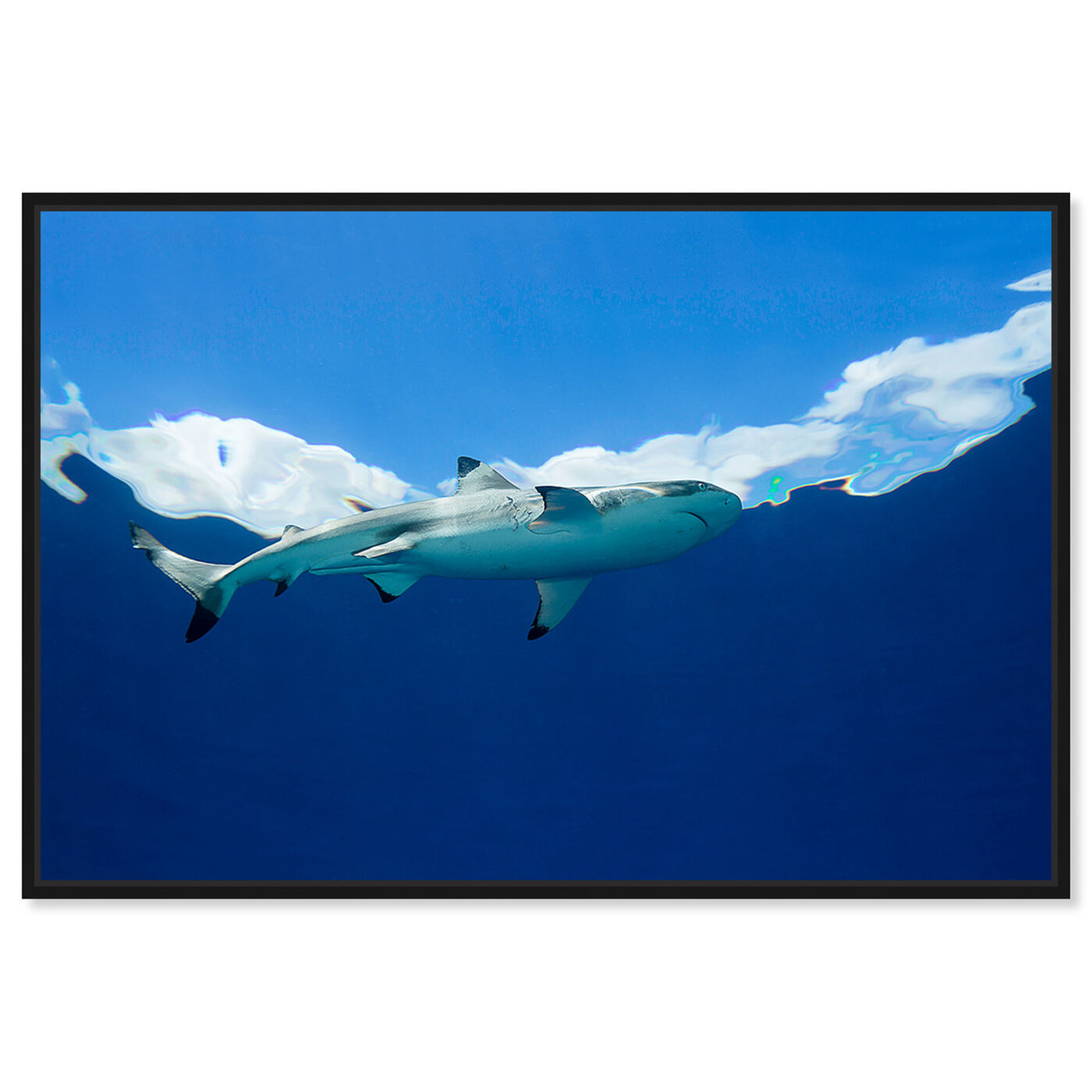 Front view of Blacktip Reef Shark Below by David Fleetham featuring nautical and coastal and marine life art.