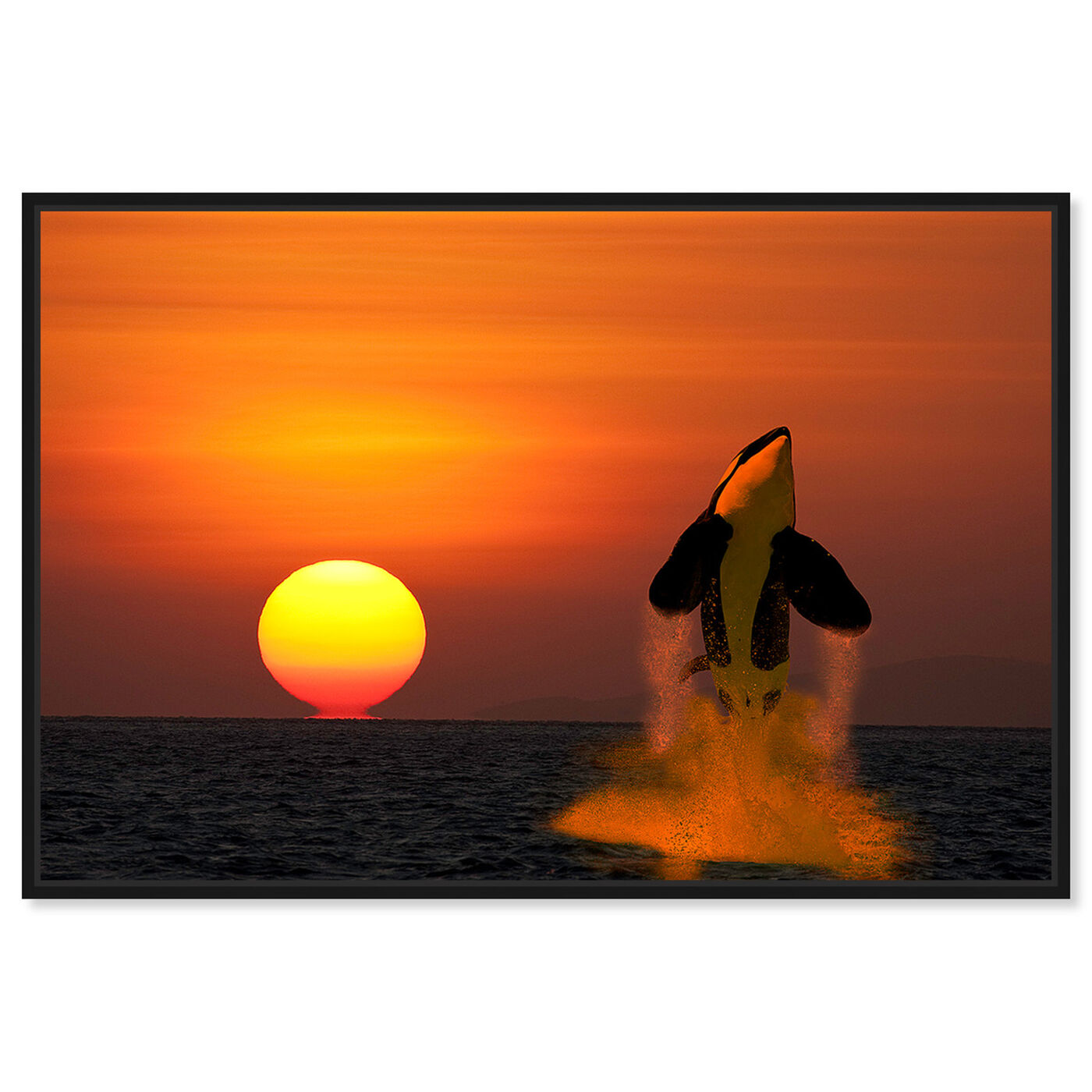 Front view of Breaching Orca by David Fleetham featuring nature and landscape and coastal landscapes art.