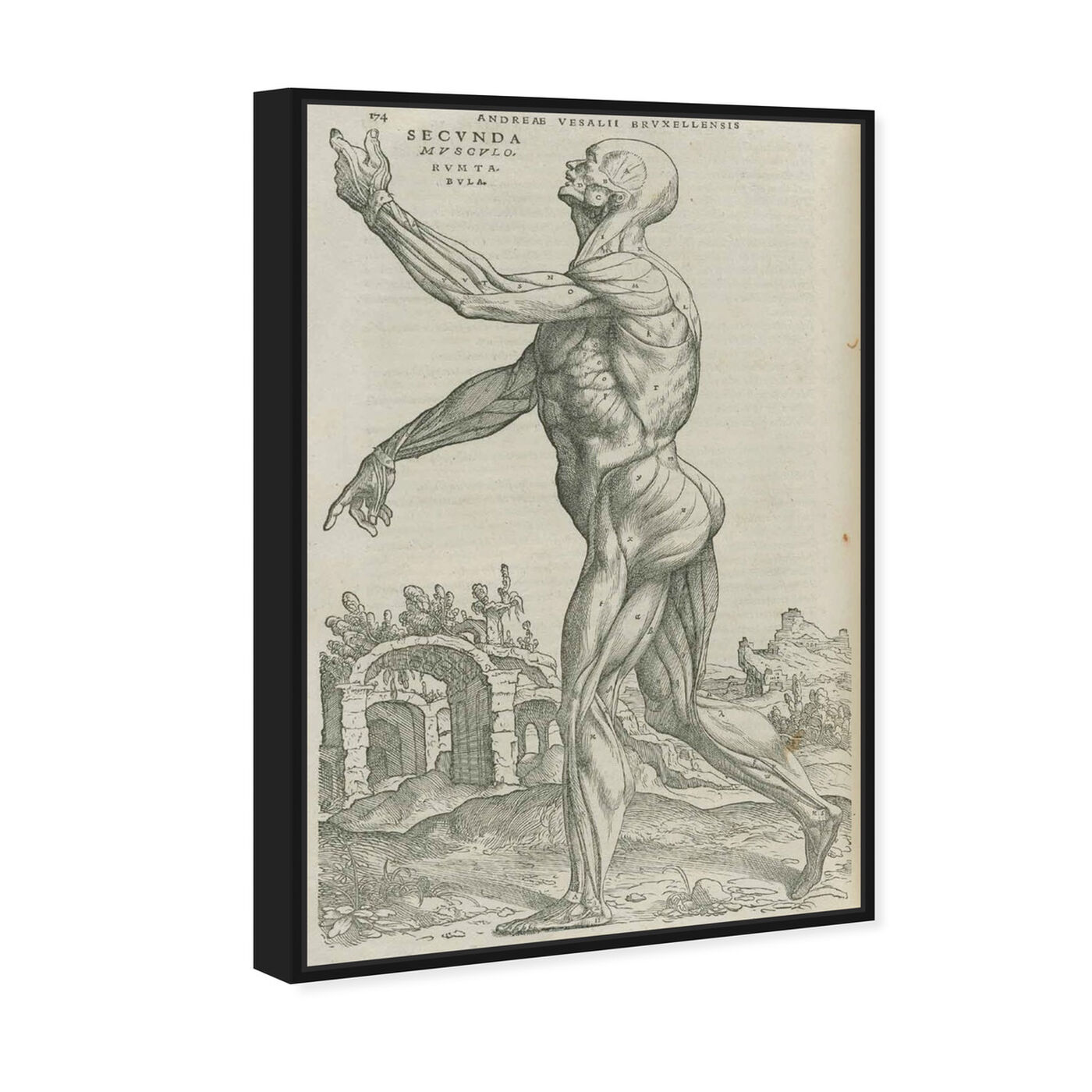 Angled view of Vesalius V - The Art Cabinet featuring classic and figurative and nudes art.