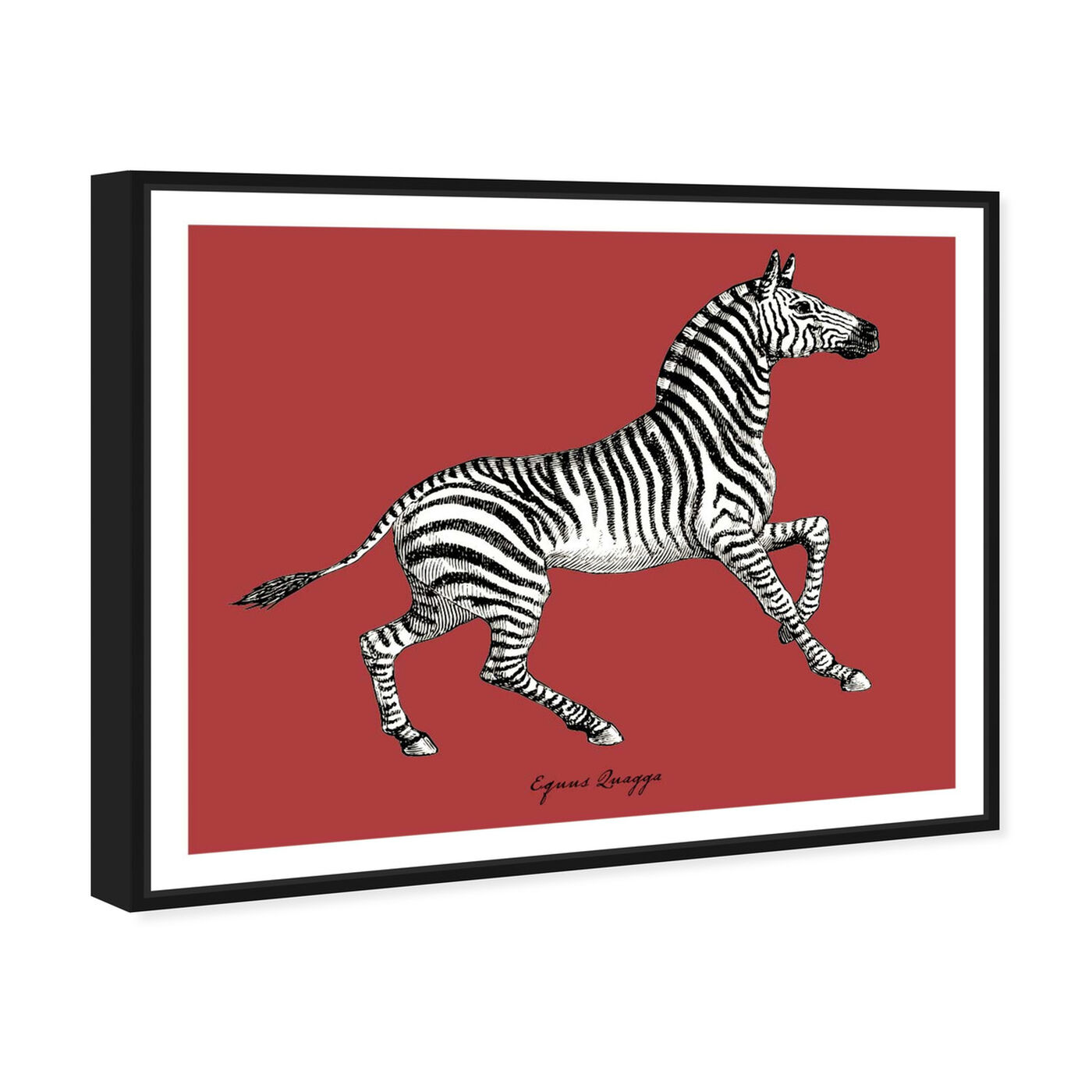Angled view of Equus Quagga featuring animals and zoo and wild animals art.