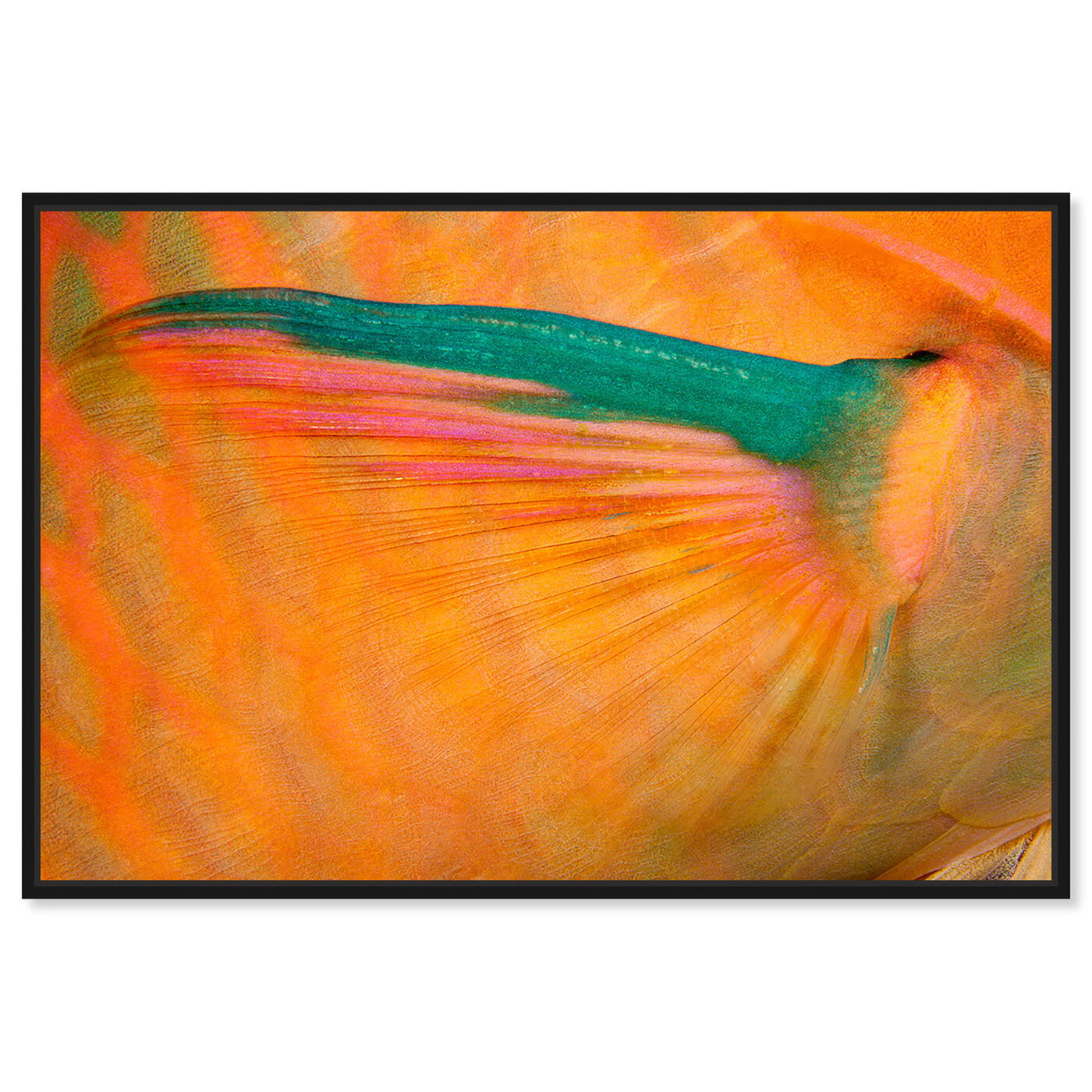 Front view of Three Color Parrotfish by David Fleetham featuring animals and sea animals art.