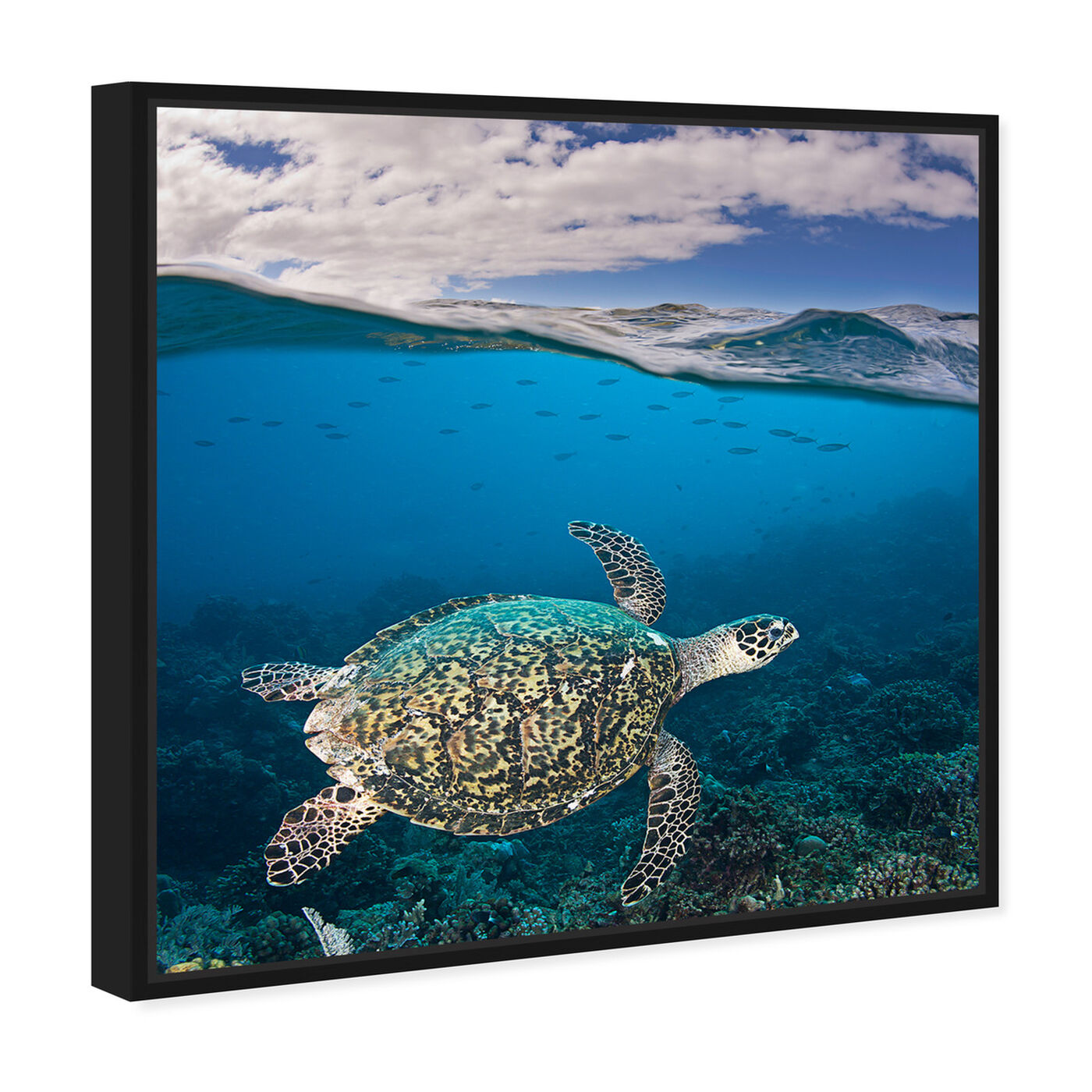 Angled view of Hawksbill Turtle by David Fleetham featuring nautical and coastal and marine life art.