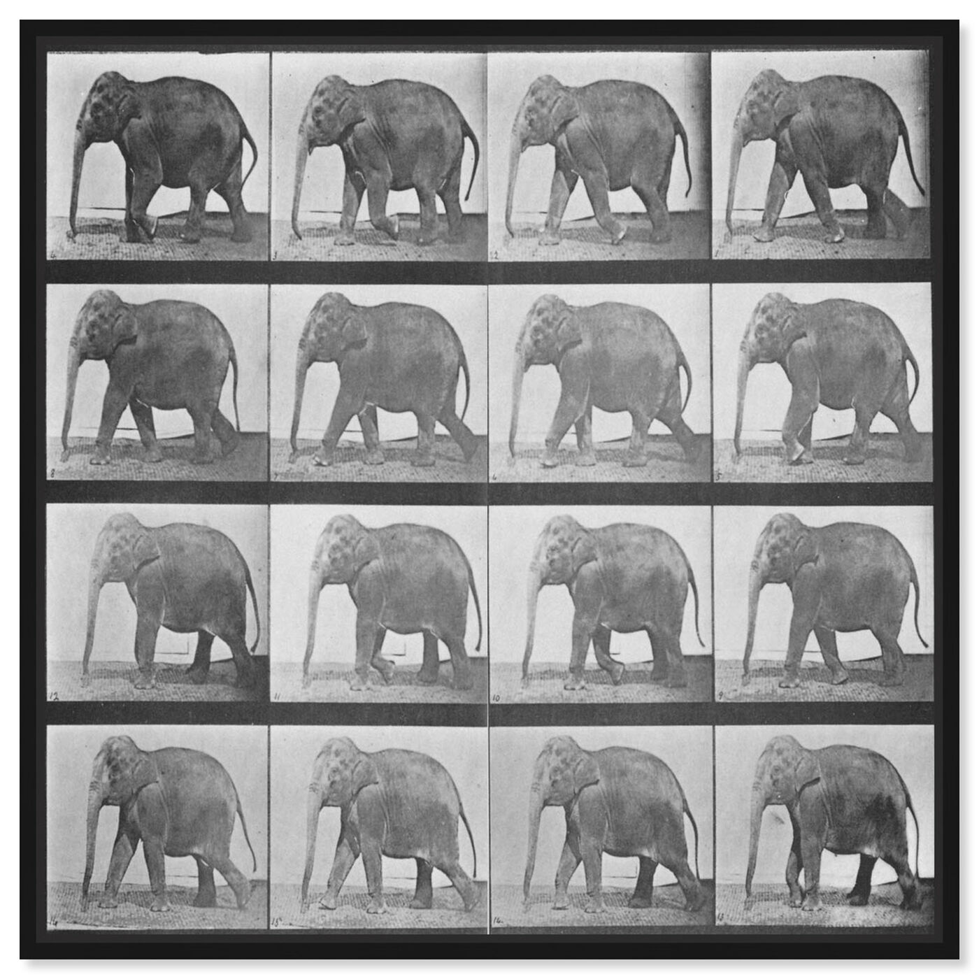 Front view of Elephant in Motion featuring animals and zoo and wild animals art.