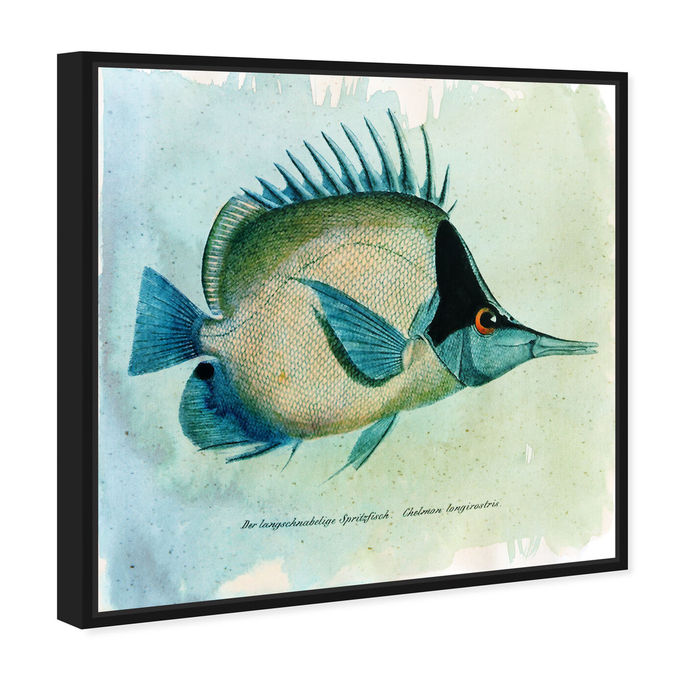 Angled view of Butterfly Fish featuring animals and sea animals art.