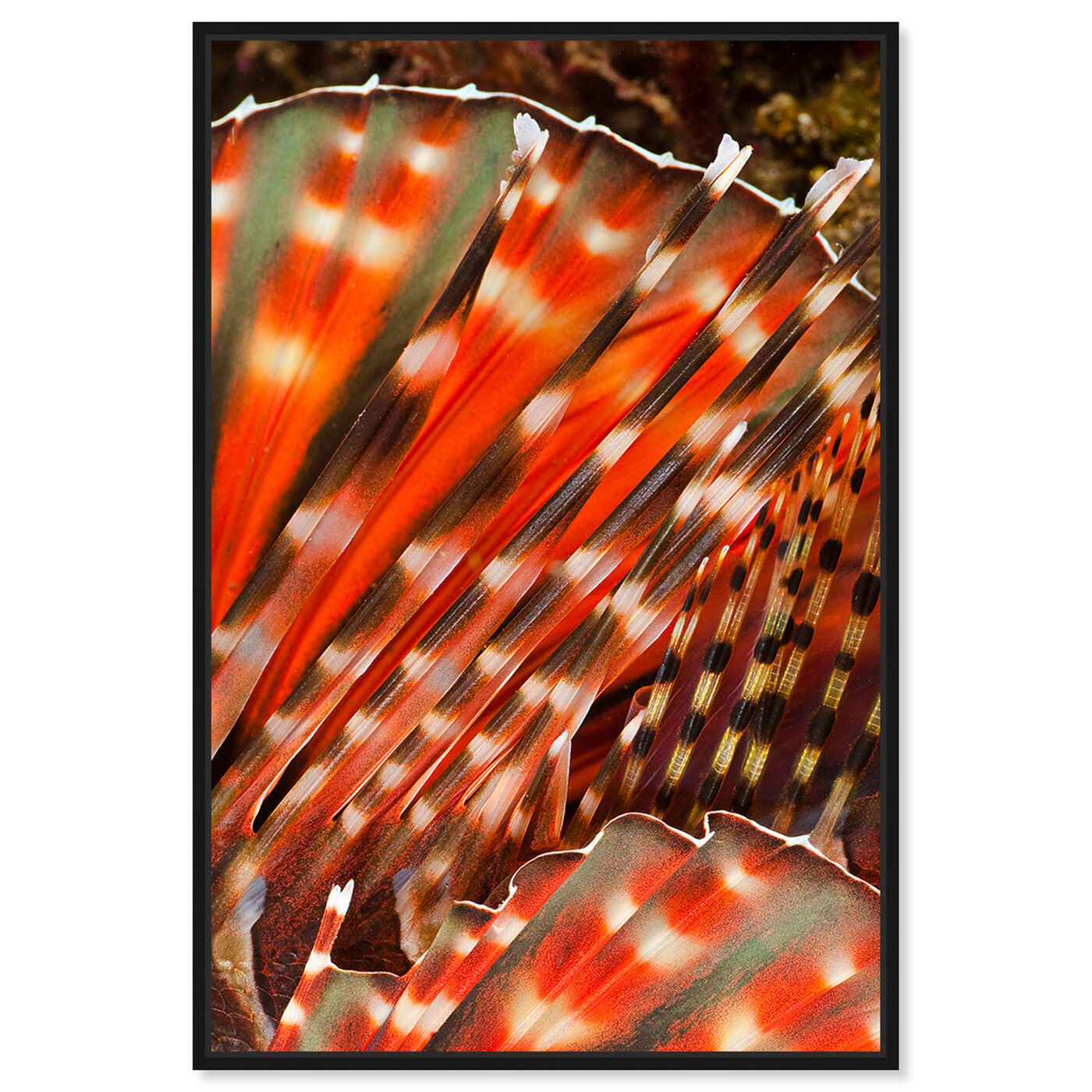 Front view of Zebra Lionfish by David Fleetham featuring nautical and coastal and marine life art.