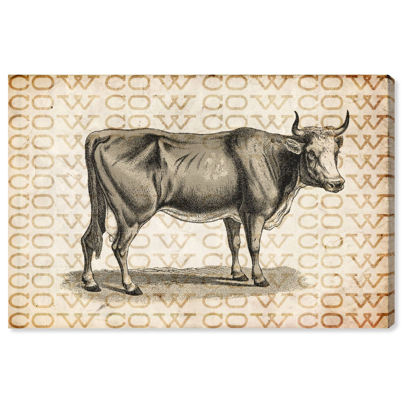 Front view of Cow featuring animals and farm animals art.