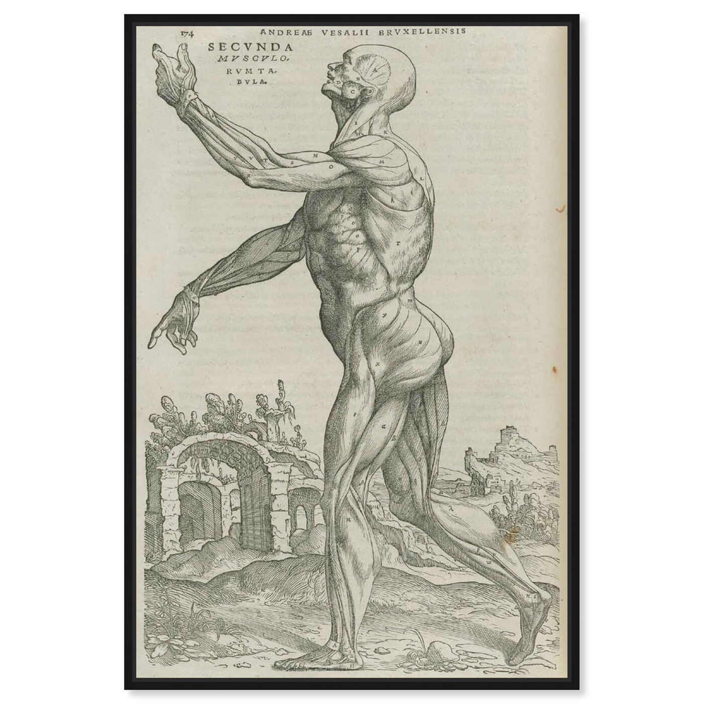 Front view of Vesalius V - The Art Cabinet featuring classic and figurative and nudes art.