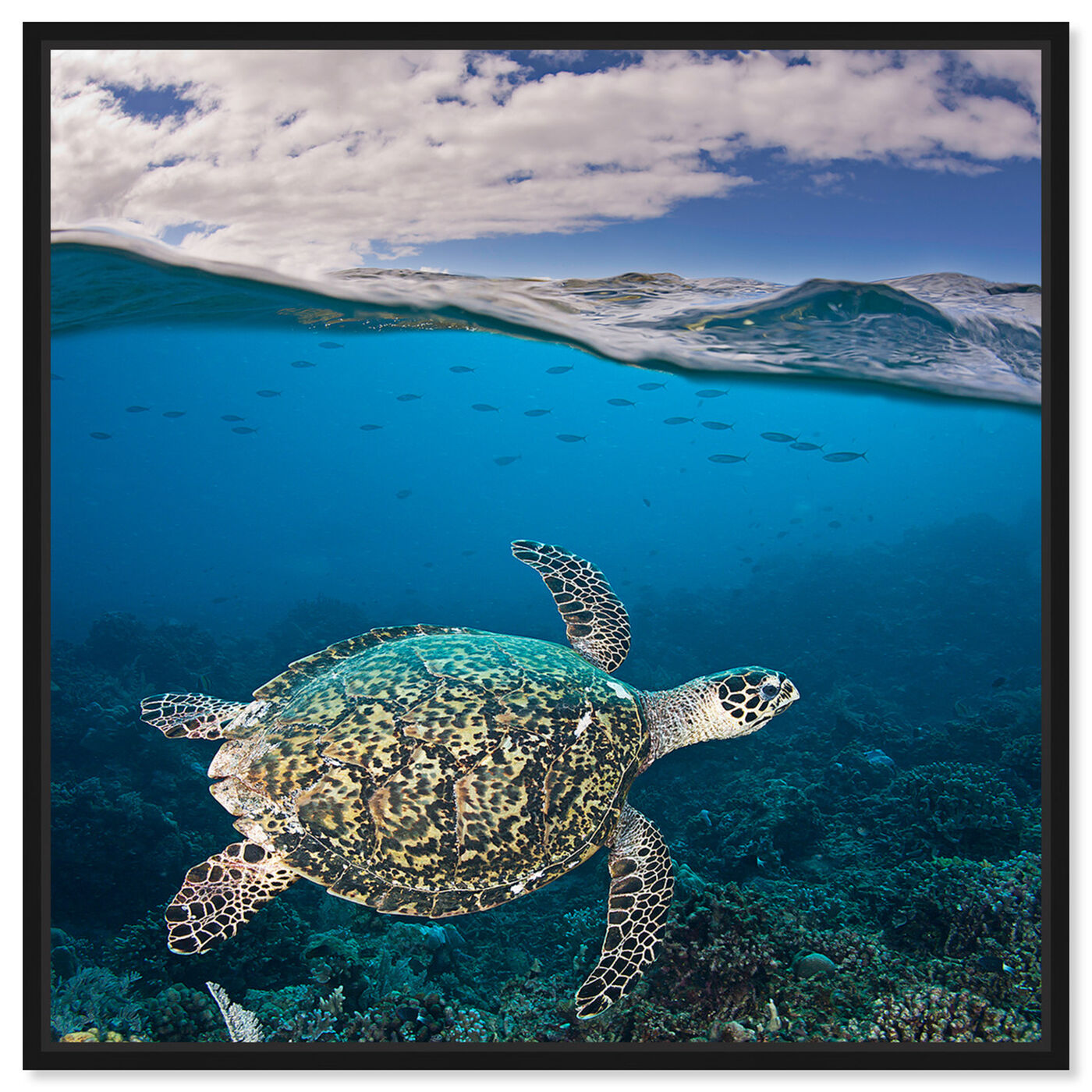 Front view of Hawksbill Turtle by David Fleetham featuring nautical and coastal and marine life art.