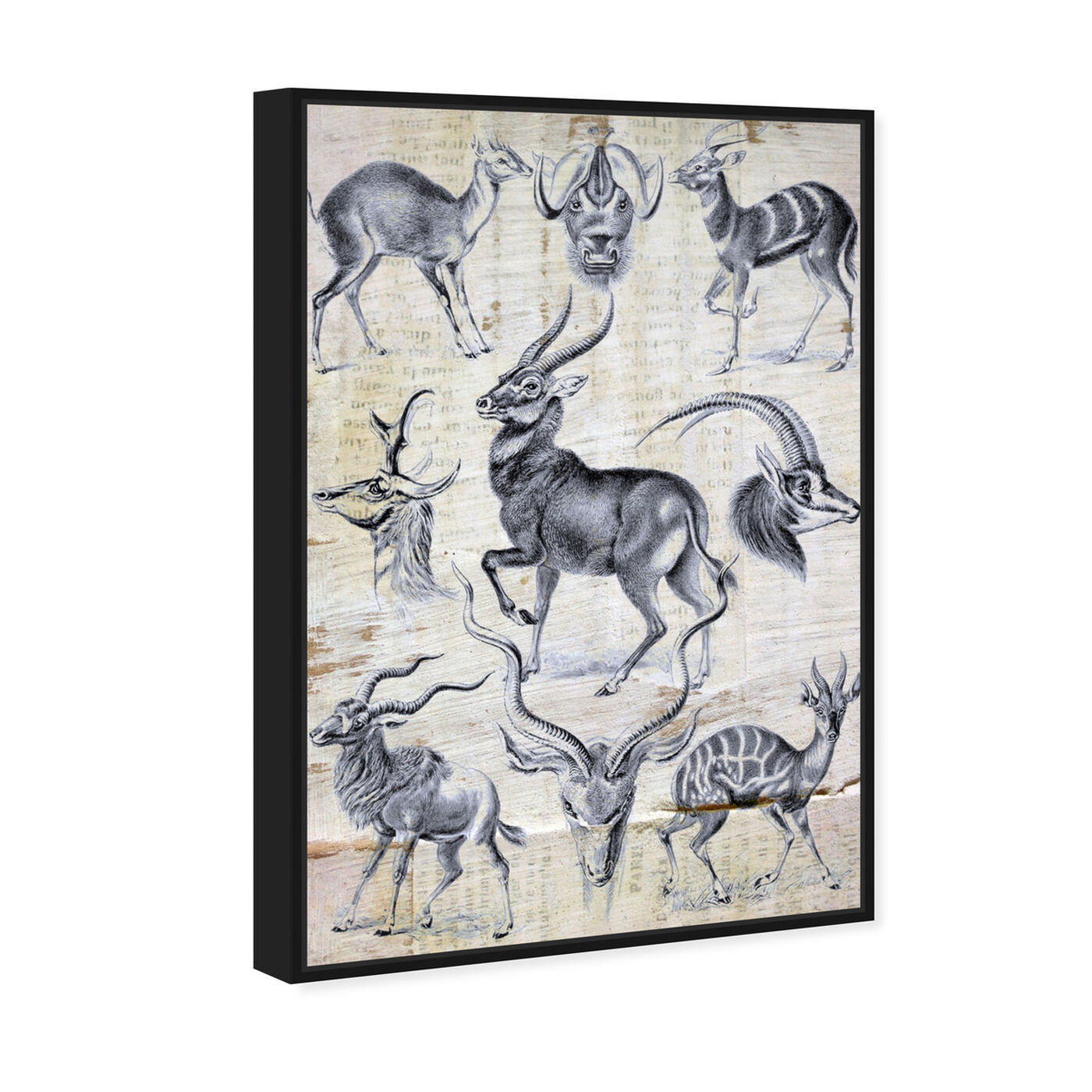 Angled view of Haeckel - Antalopina Study featuring animals and zoo and wild animals art.