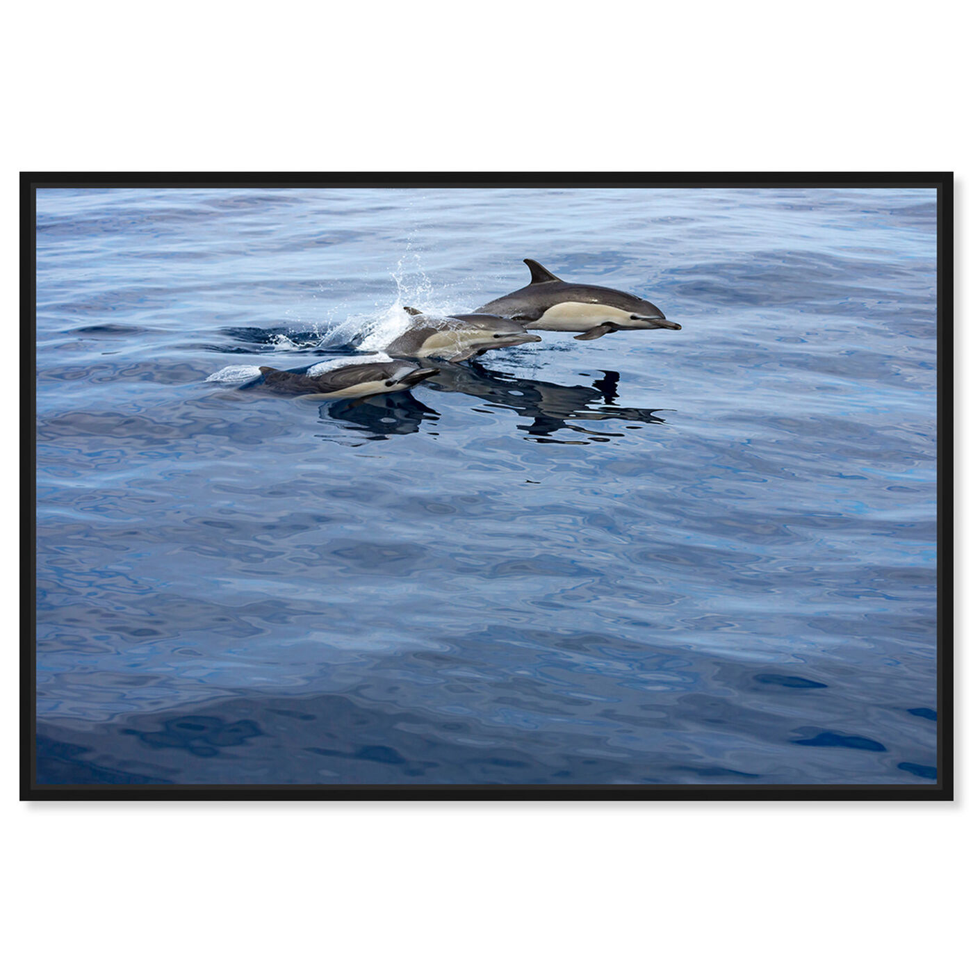Front view of Common Dolphin Mexico by David Fleetham featuring nautical and coastal and marine life art.