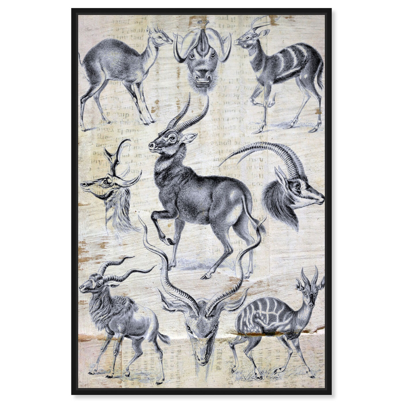 Front view of Haeckel - Antalopina Study featuring animals and zoo and wild animals art.
