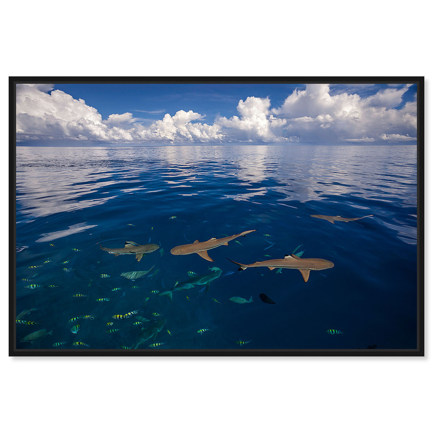 Front view of Blacktip Reef Sharks by David Fleetham featuring nautical and coastal and marine life art.