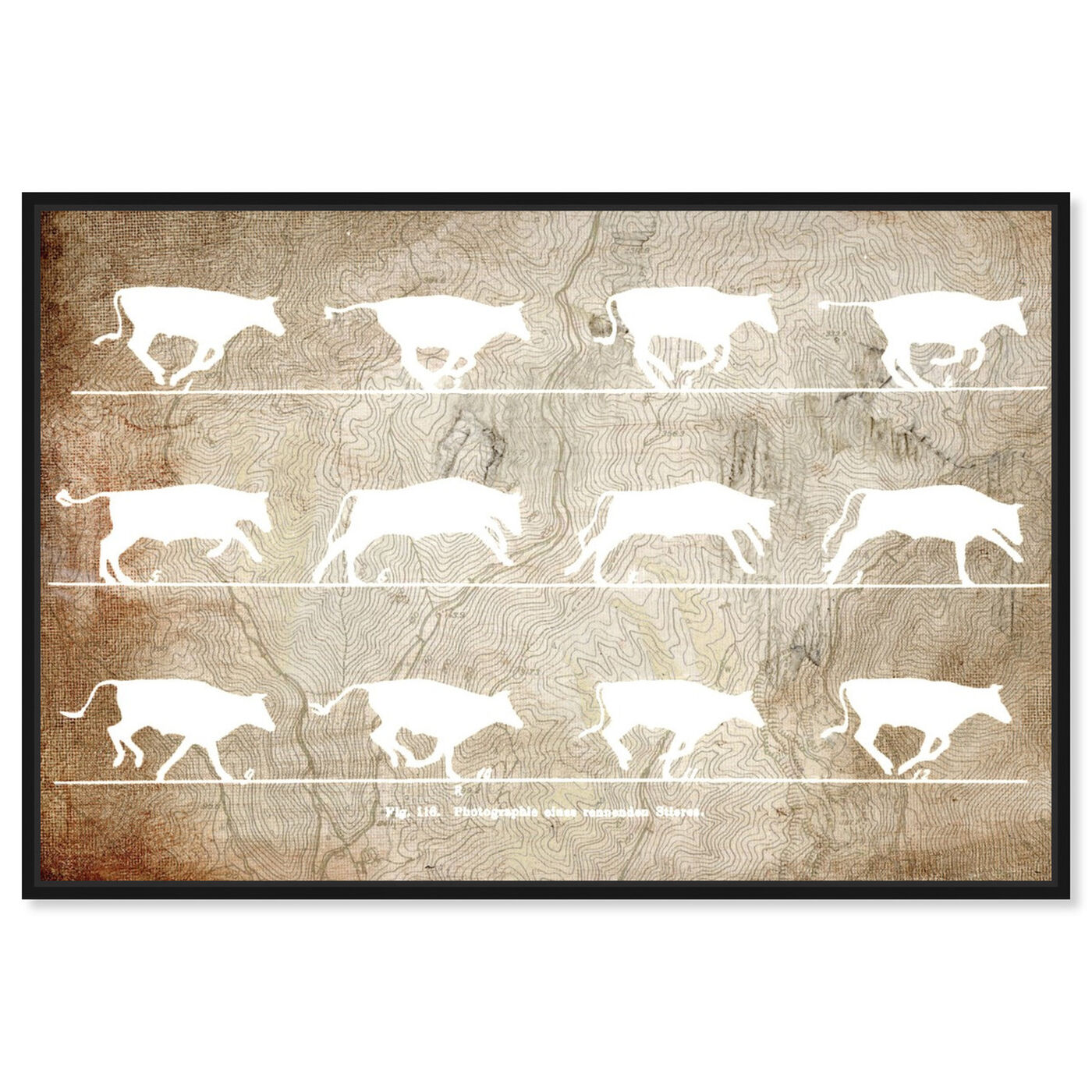 Front view of Cows in Motion featuring animals and farm animals art.